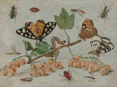 Takje witte aalbessen met insecten