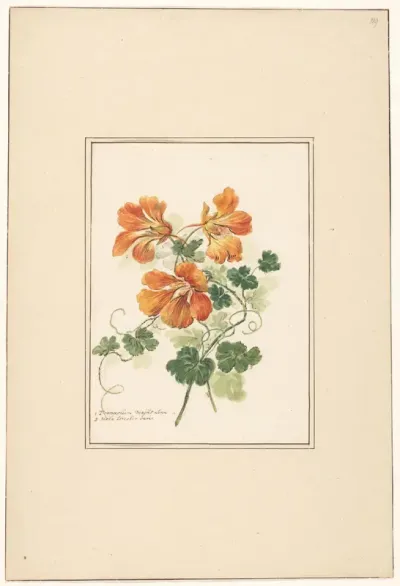 Takken van een Tropaeolum en een viooltje
