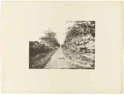 Tamarindelaan op plantage Mariënburg, Suriname