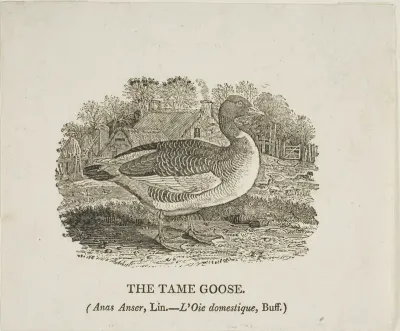 Tame Goose