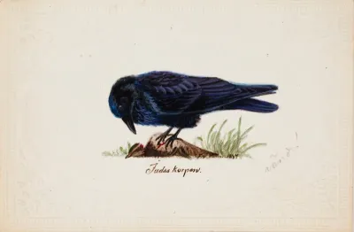 Tame Raven "Judas"