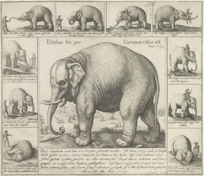 Tamme olifant