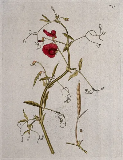 Tangier pea (Lathyrus tingitanus L.): flowering and fruiting stem with separate mature fruit and seed