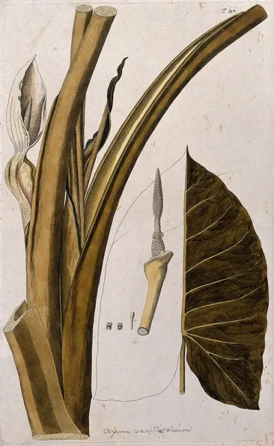 Tannia (Xanthosoma sagittifolium)