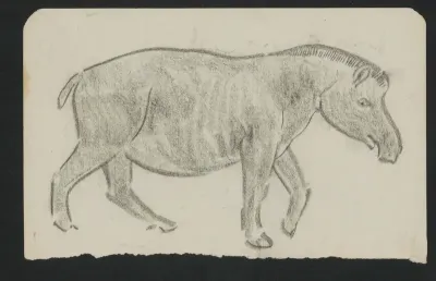 Tapir