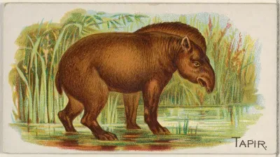 Tapir, from the Quadrupeds series (N21) for Allen & Ginter Cigarettes
