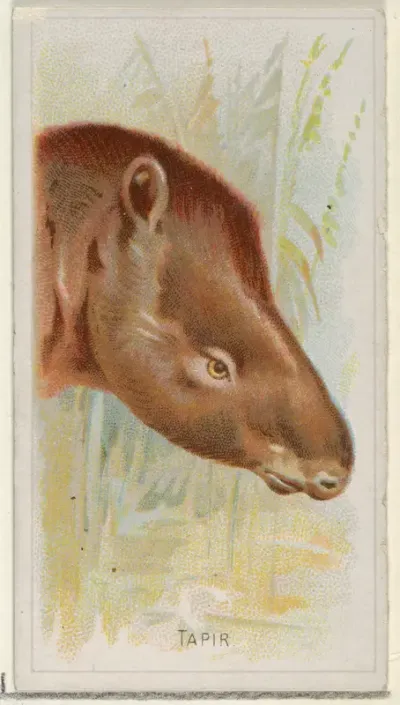 Tapir, from the Wild Animals of the World series (N25) for Allen & Ginter Cigarettes