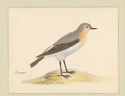 Tapuit