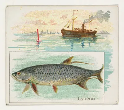 Tarpon, from Fish from American Waters series (N39) for Allen & Ginter Cigarettes