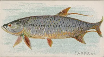 Tarpon, from the Fish from American Waters series (N8) for Allen & Ginter Cigarettes Brands