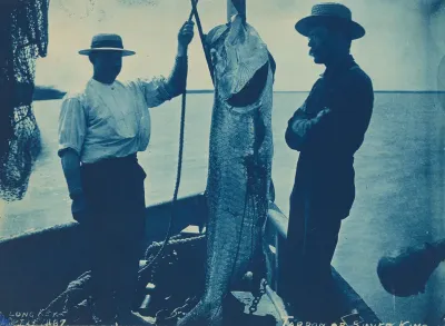 "Tarpon or Silver King"