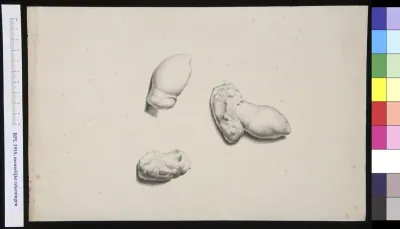Tarsus (bones of the foot)