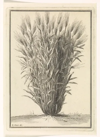 Tarwe- of roggeplant