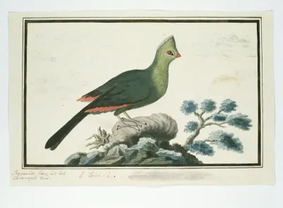 Tauraco corythaix (Knysna turaco or Knysna lourie)