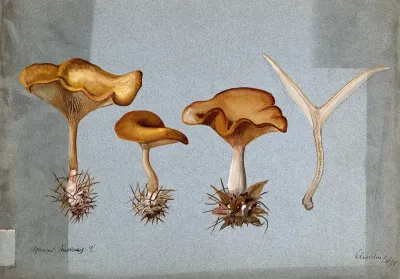 Tawny funnel cap fungus (Clitocybe flaccida): four fruiting bodies