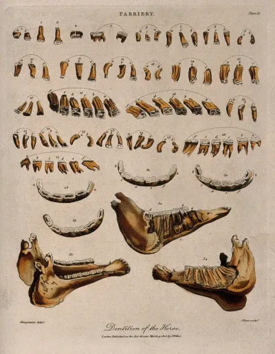 Teeth and jawbones of a horse: 34 figures