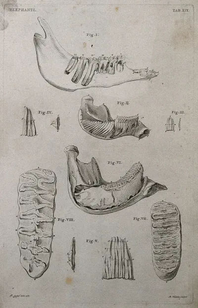 Teeth and jawbones of an elephant: nine figures
