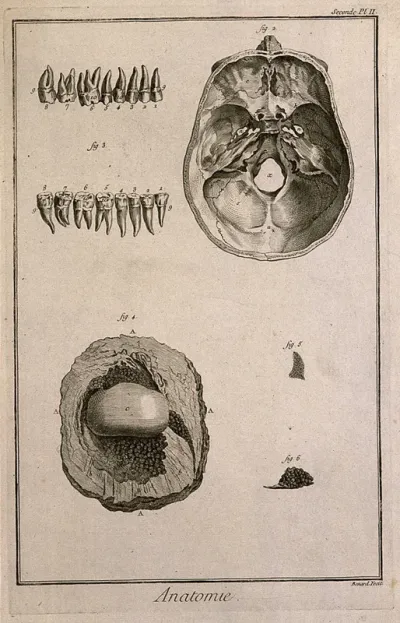 Teeth, skull and patella (knee cap), the latter after Clopton Havers