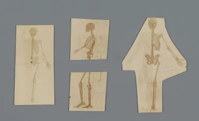 Tekeningen, foto's en aantekeningen met betrekking tot anatomie