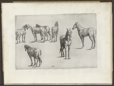 Tekenvoorbeelden van paarden