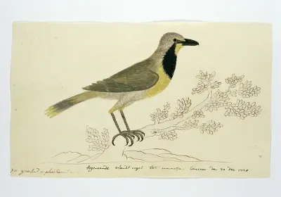 Telephorus zeylonus (Bokmakierieklauwier)