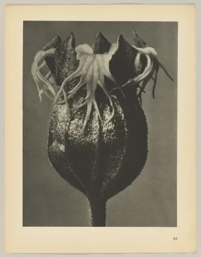 Tellima grandiflora