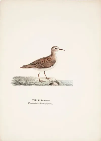 Temminck's Stint