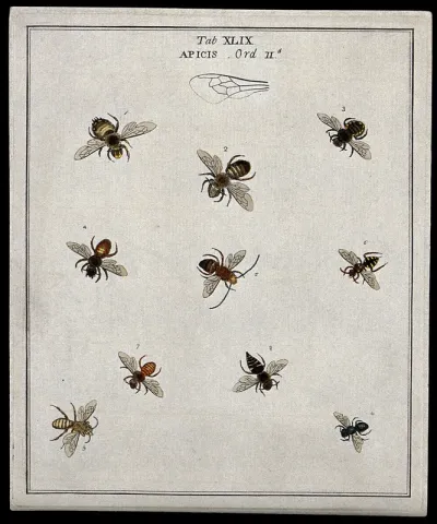 Ten bees (Apis species)
