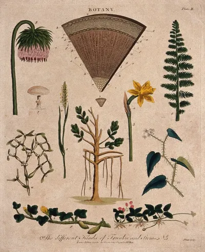 Ten different forms of plant stem and two anatomical sections