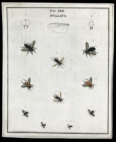 Ten flies (Pullata species)