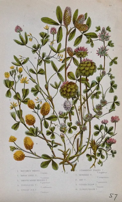 Ten flowering plants, all types of trefoil or clover (Trifolium species)