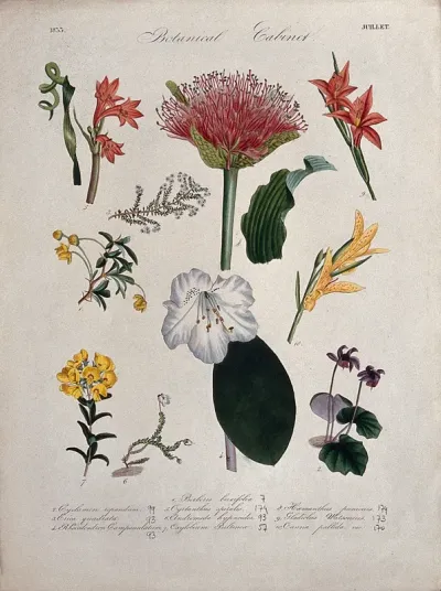 Ten flowering plants, including a rhododendron and a blood lily (Haemanthus species)