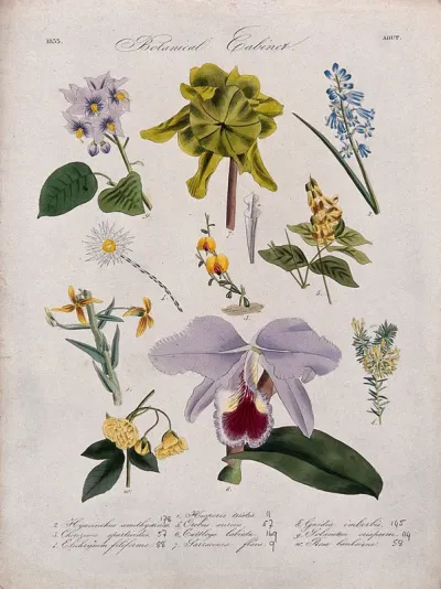 Ten flowering plants, including an orchid and a pitcher plant (Sarracenia flava)