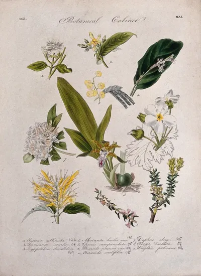 Ten flowering plants, including an orchid and Chinese primrose (Primula sinensis)
