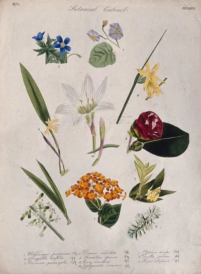 Ten flowering plants, including two orchids and a zephyr lily