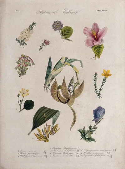 Ten flowering plants, including two orchids and an Hibiscus species