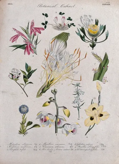 Ten flowering plants, including two orchids and an iris