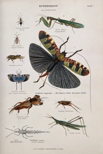 Ten insects, including the earwig, cockroach, grasshopper, praying mantis, cricket and mole cricket