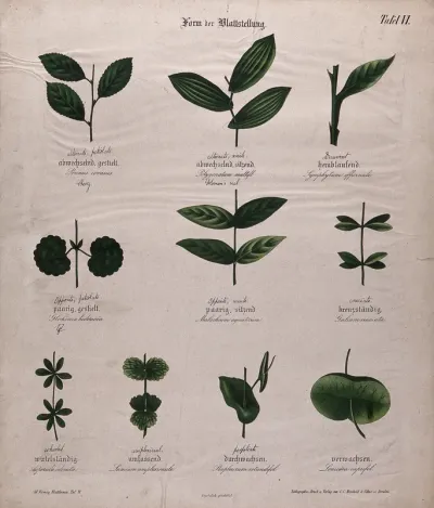 Ten plant leaves, all with different arrangements