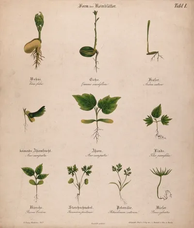 Ten seedlings with different types of cotyledon or seed leaves