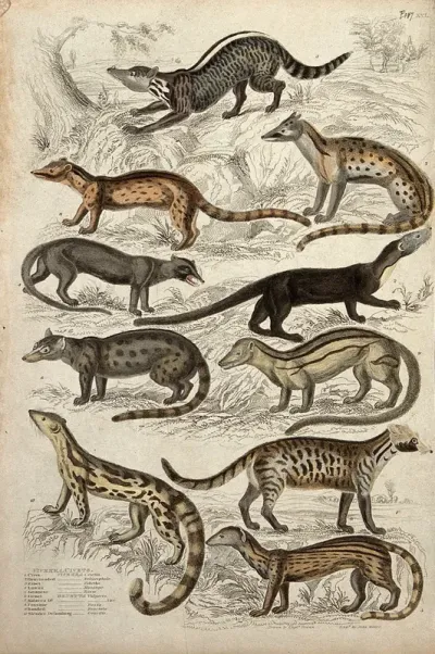 Ten viverrid mammals of the family Viverridae, including civets, mongooses and genets