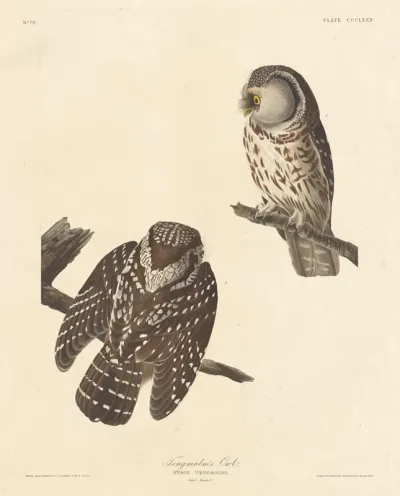 Tengmalm's Owl