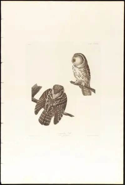 Tengmalm's Owl