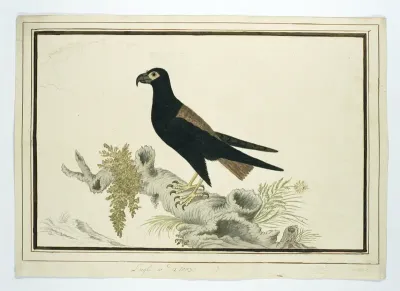 Terathopius ecaudatus (Bateleur)