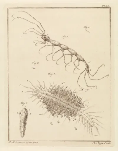 Teringlijdertje en een borstelworm