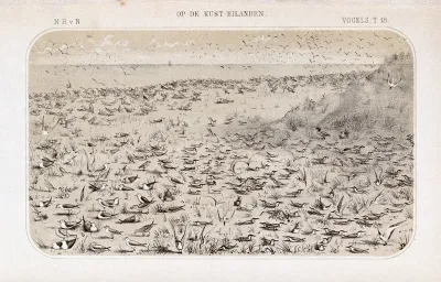 Terns, gulls and other birdlife on the sandy shore of an island in The Netherlands