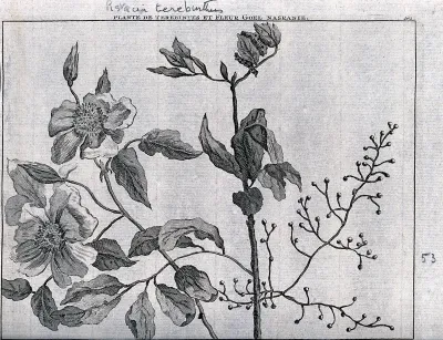 Terpentine tree bough (Pistacia terebinthus L.) and goel nasranie flowers