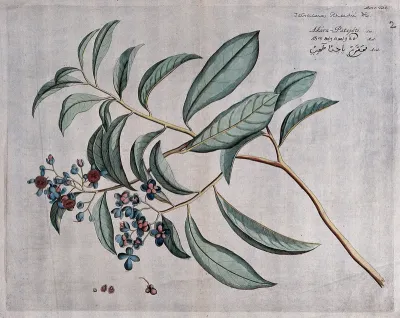 Tetracera laevis Vahl: branch with flowers and fruit, separate fruit and cross-section of fruit with seed