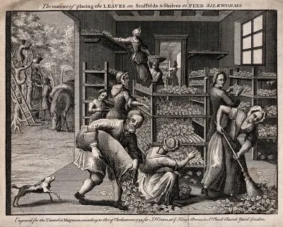 Textiles: laying out mulberry leaves to feed silkworms