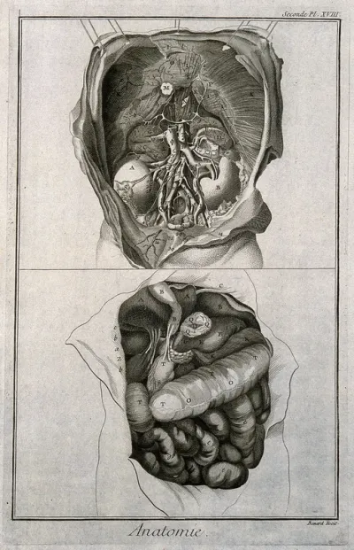 The anatomy of the abdomen, showing the kidneys, the intestines, etc., after Haller